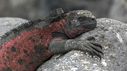 close up of a red colored marine iguana at isla espanola in the galapagos