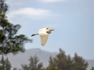 Flying Wild White Egret