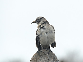 preening mockingbird on isla genovesa in the galapagos