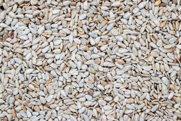 Sunflower clear seeds. Roasted dried whole kernels. Close-up. Top above view. 