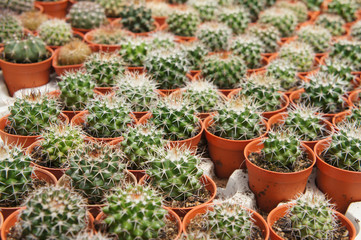 Fototapeta na wymiar Selected focused on a group of small and colourful cactus planted in small plastic pots. The cactus will be used as indoor decoration. Sale to the customer as income for farmers. 