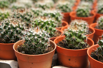 Selected focused on a group of small and colourful cactus planted in small plastic pots. The cactus will be used as indoor decoration. Sale to the customer as income for farmers.   