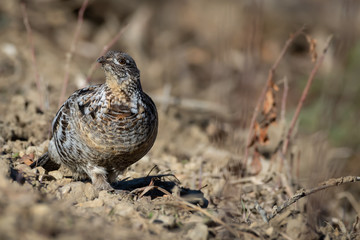 Ruffed Grouse in Spring (Bonasa umbellus)