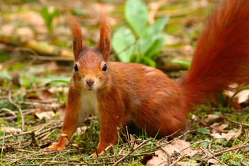 Eichhörnchen im Wald