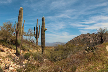 Saguaros in the springtime at Brown's Ranch in Scottsdale Arizona