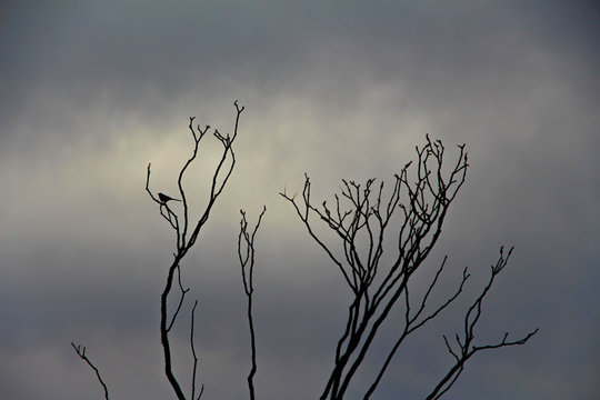 Arizona Bird and Tree Silhouette