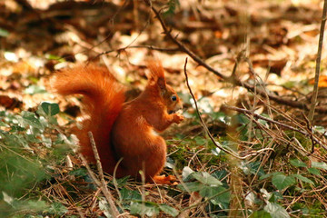 Eichhörnchen im Wald