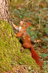 Eichhörnchen im Wald