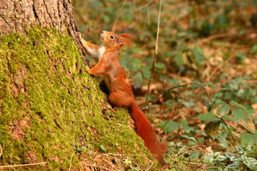 Eichhörnchen im Wald