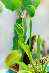 Pitcher, Flytrap,carnivorous plants in the rain forest