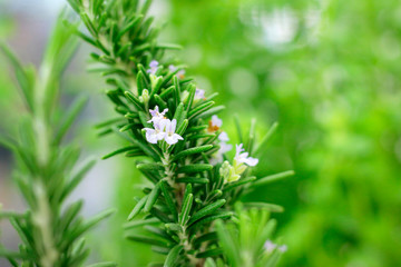 ROSEMARY PLANT WITH FLOWER