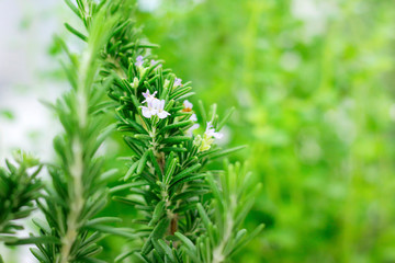 ROSEMARY PLANT WITH FLOWER