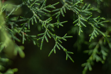 branches of a tree