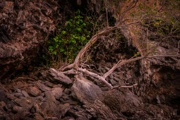 Green Tree