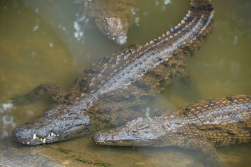 Three crocodiles swim in water in the crocodile park in Mauritius., the top view