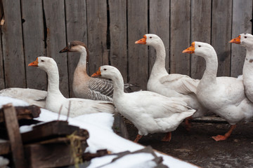 Obraz premium geese graze in the yard of a wooden house, on the fence