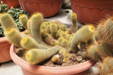 Selected focused on a group of small and colourful cactus planted in small plastic pots. The cactus will be used as indoor decoration. Sale to the customer as income for farmers.   