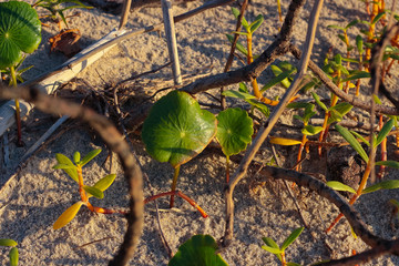 leaf on sand