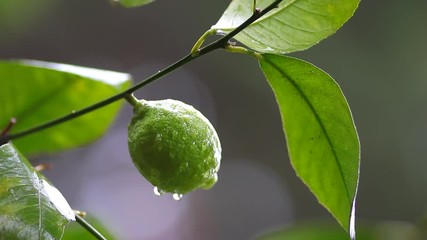 Rain drops fall on lemon tree 