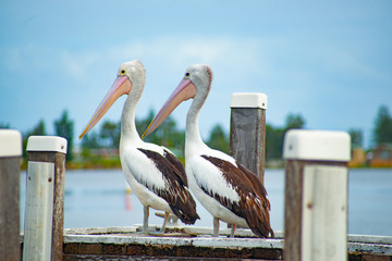 Australian pelican near water