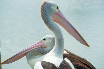 Australian pelican near water