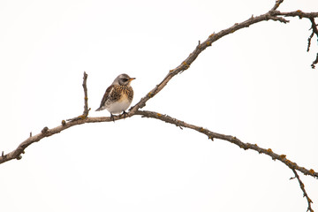 Minimalistic portrait of a bird. Blackbird sits on the branch. White clouds in the background.