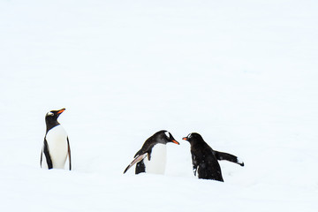 Three Gentoo penguins traveling on a penguin highway in a snowfield, Danco Island, Antarctica