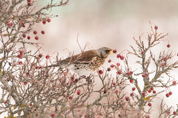 Beautiful portrait of a bird. The Blackbird sits on a tree branch and looks into the camera. She has hawthorn berries in her beak. Around birds-berries.