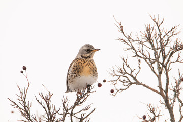 Beautiful portrait of a bird. The Turdus sits on a tree branch and looks into the camera.