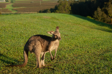 Fototapeta premium Wallaby out early morning feeding on lawn