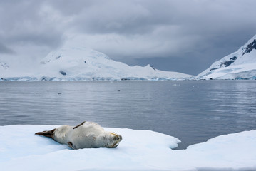 Leopard Seal resting on an iceberg, snow covered mountains in the background, Paradise Harbor, Antarctica