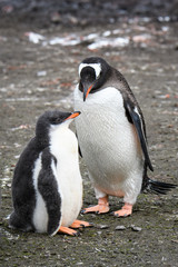 Gentoo penguin parent and large chick standing together, Aitcho Islands, South Shetland Islands, Antarctica