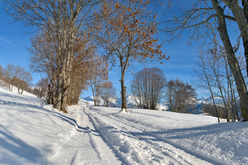 Naklejka premium snowy path crossing the alpine mountain between trees