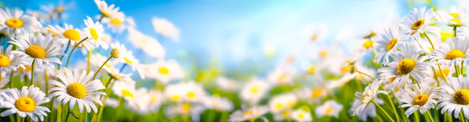 Gordijnen Kamille bloem © Li Ding
