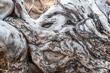 Tree Background. Wood texture detail