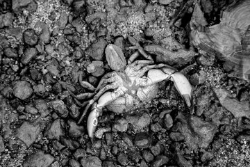 A dead crab lays on seashells on a sandy beach