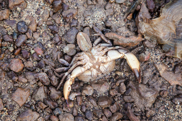 A dead crab lays on seashells on a sandy beach
