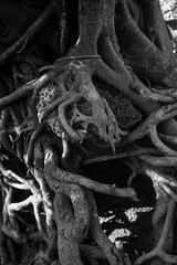 Tree Background. Wood texture detail