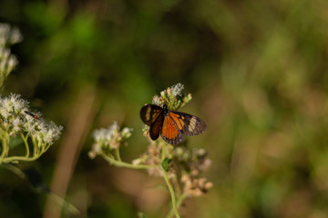 butterfly on flower
