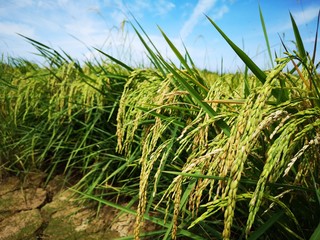 Closeup a paddy field is a flooded parcel of arable land used for growing semiaquatic rice. Paddy cultivation should not be confused with cultivation of deepwater rice.