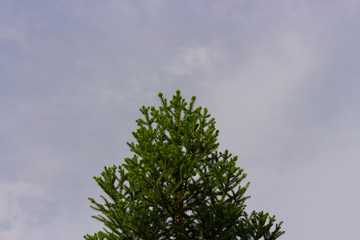 green tree on background of blue sky