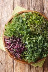 Micro green mix of peas, cilantro, mustard, radish close-up on a plate. Vertical top view