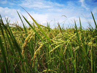 Fototapeta premium Closeup a paddy field is a flooded parcel of arable land used for growing semiaquatic rice. Paddy cultivation should not be confused with cultivation of deepwater rice.