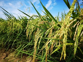 Closeup a paddy field is a flooded parcel of arable land used for growing semiaquatic rice. Paddy cultivation should not be confused with cultivation of deepwater rice.