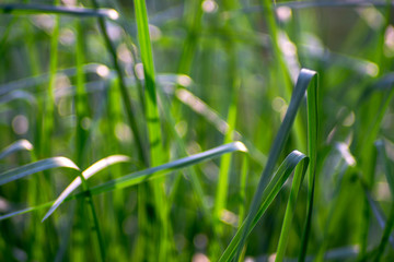 Obraz na płótnie Canvas The green grass leaves that are soft and tender.
