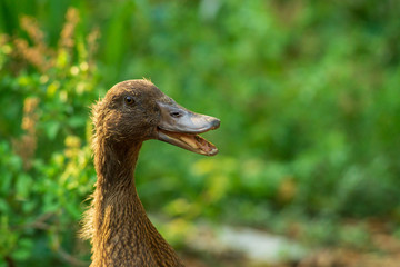 closeup, brown duck face on green background of green leaves.