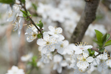 Obraz premium blossom of mirabelle plum macro