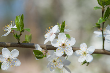 blossom of mirabelle plum macro
