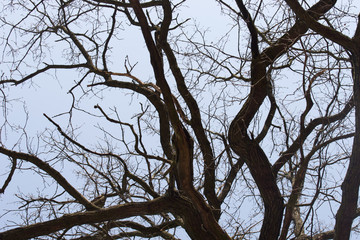 bare oak tree branches on blue sky selective focus