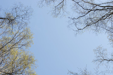 birch and oak spring branches on blue sky